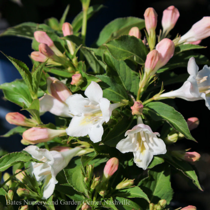 #3 Weigela fl PW Sonic Bloom 'Pearl'/ Reblooming