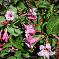 #3 Weigela fl PW Sonic Bloom 'PURE Pink'/ Reblooming