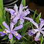 #1 Iris cristata/Dwarf Crested