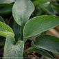 #1 Hosta Abiqua Drinking Gourd