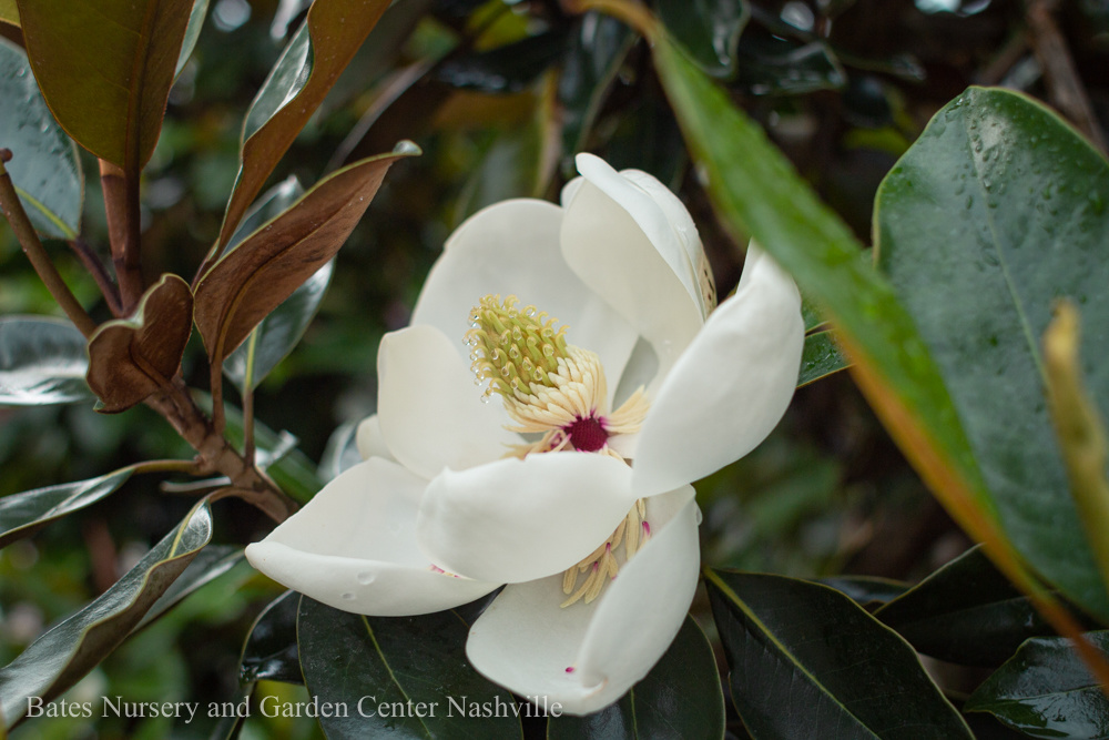 Maskless, Magnolias, and Muggy