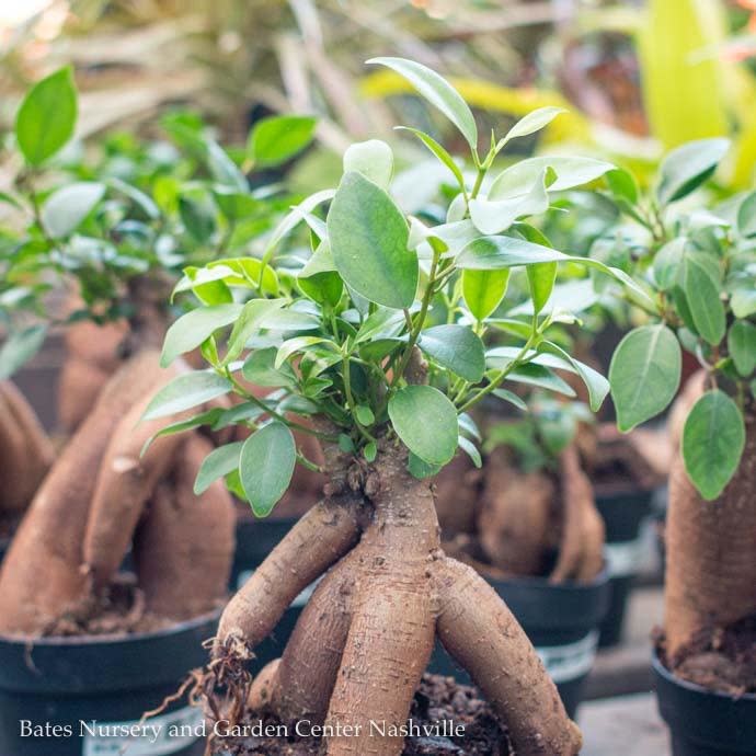 F10-Foliage/Houseplants 6p! Microcarpa 'Ginseng' /Tropical Bates Nursery Center