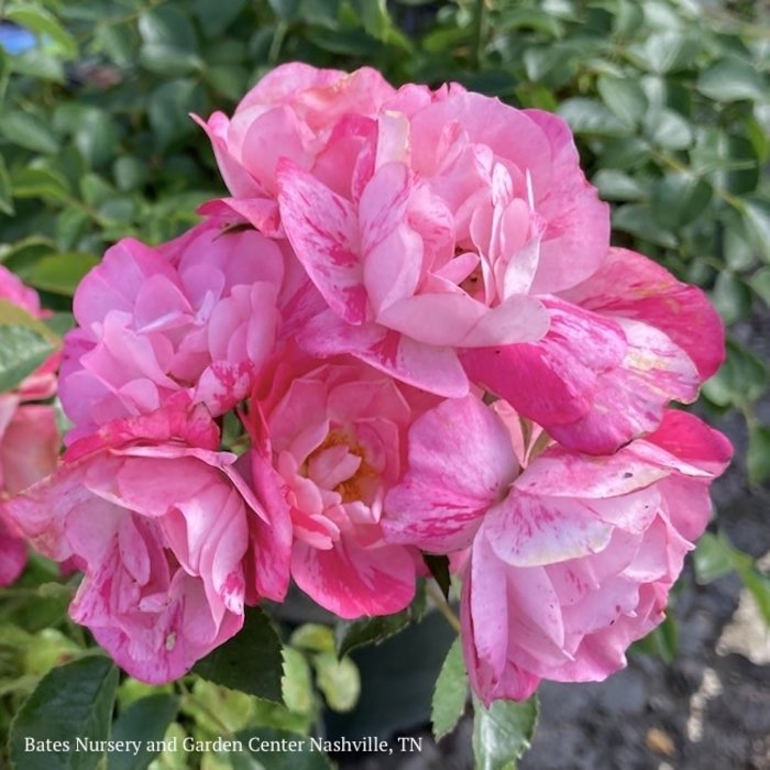 #2 Rosa Flower Carpet Pink Splash/Rose - No Warranty