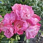 #2 Rosa Flower Carpet Pink Splash/Rose NO WARRANTY