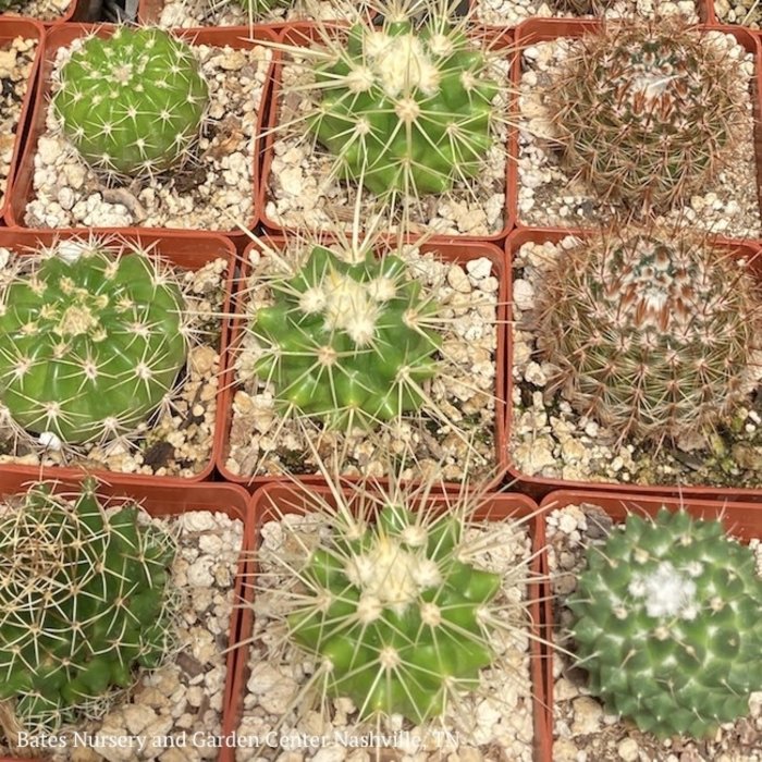 3.5p! Succulent & Cactus Assorted 4.99