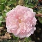 #3 Rosa The Fairy/Shrub Rose Pink  NO WARRANTY