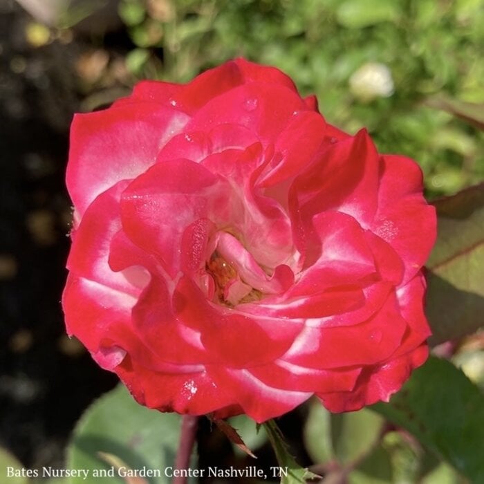 #2 Rosa Grace N' Grit 'Pink BiColor'/ Shrub Rose - No Warranty