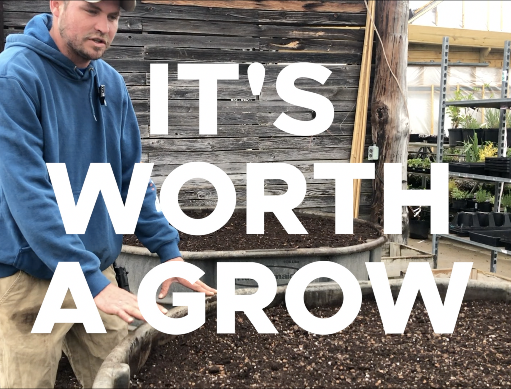 It's Worth a Grow - Wildfire Black Gum Tupelo