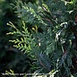 #30 Thuja x Green Giant/ Pyramidal Western Arborvitae