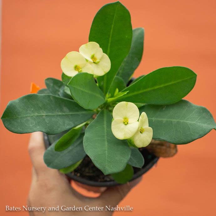 5.5p!6p! Euphorbia milii / Crown of Thorns /Tropical