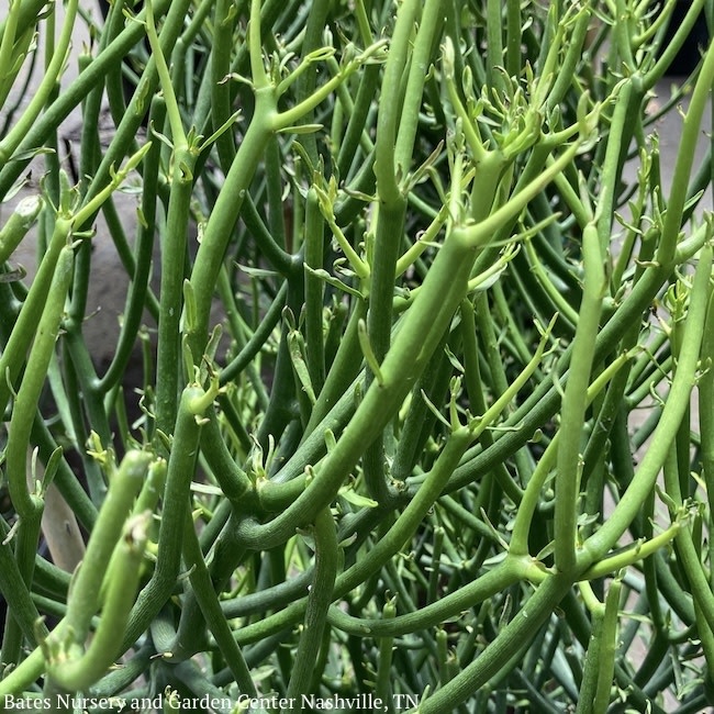 10p! Euphorbia tin / Pencil Cactus /Tropical