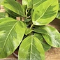 6p! Ficus Altissima Variegated /Tropical
