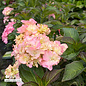 #2 Hydrangea mac Seaside Serenade 'Hamptons'/ Bigleaf/ Pink Mophead