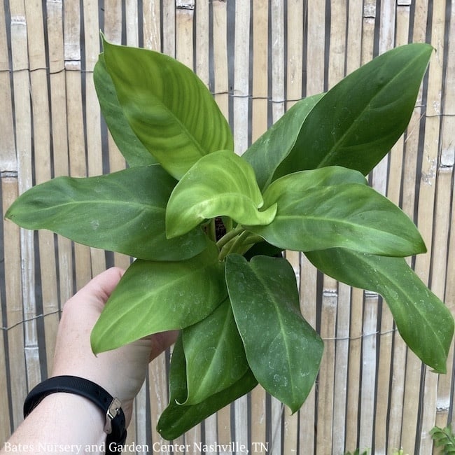 4p! Philodendron Eva /Tropical