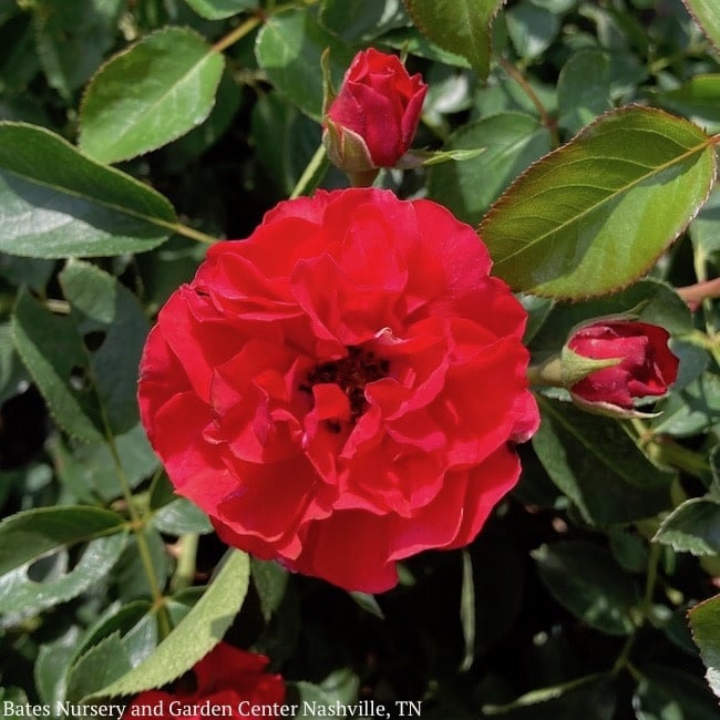 #5 Rosa Nitty Gritty 'Red'/ Groundcover Rose - No Warranty