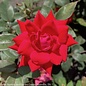 Topiary #5 PT Rosa Double Knock Out Red/Shrub Rose Patio Tree -  No Warranty