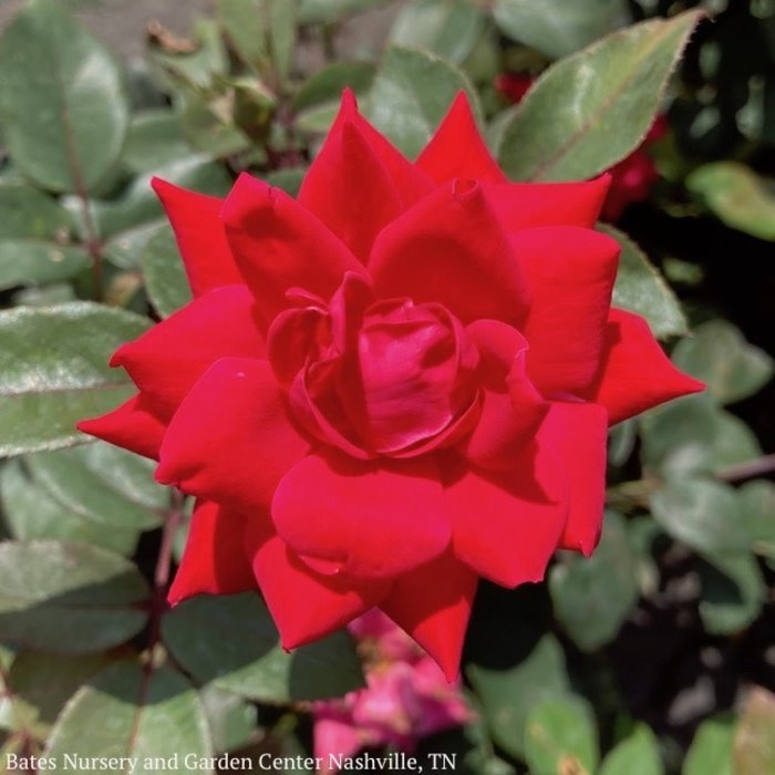 #1 Rosa Knock Out Double Red /Shrub Rose No Warranty
