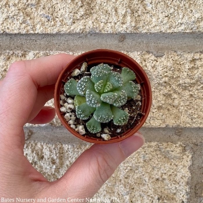 2p! Succulent Concrete Leaf /Tropical