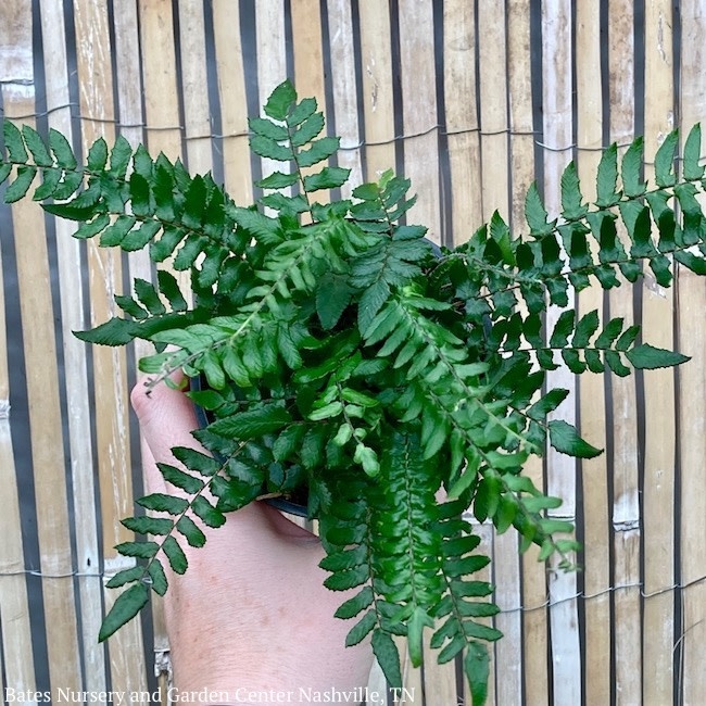 tropical fern plants