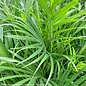 10p! Palm Dypsis lutescens / Areca Palm /Tropical