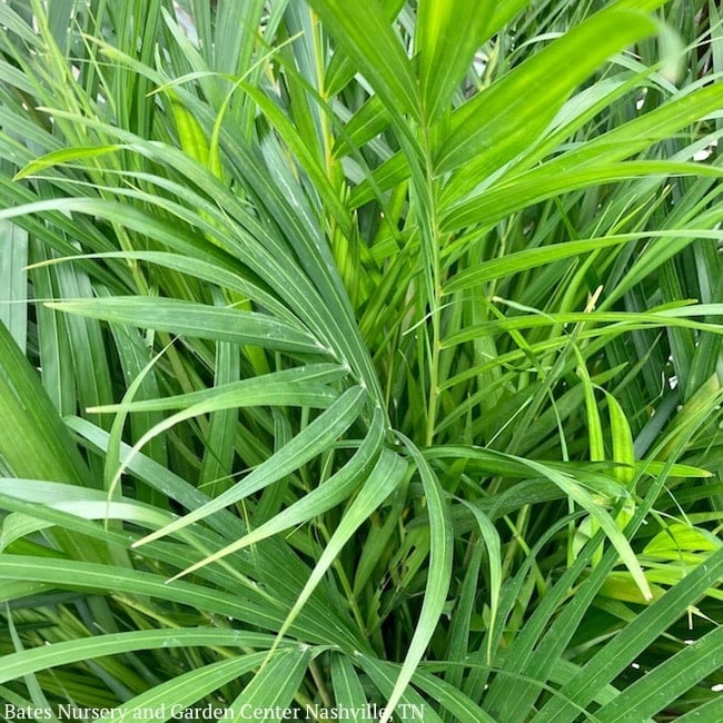 6p! Palm Dypsis lutescens / Areca Palm /Tropical