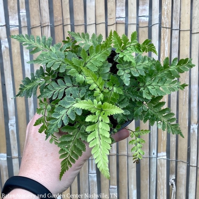 4p! East Indian Holly Fern /Tropical