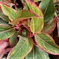 5p/6p! Aglaonema Red Siam /Chinese Evergreen /Tropical