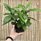 4p! Coffea arabica /Coffee Plant /Tropical