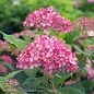 #3 Hydrangea arb PW Invincibelle 'Ruby'/ Smooth Red-Pink (Annabelle Type) Native (TN)