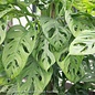 6p! Philodendron Swiss Cheese /Monstera adonsonii /Split Leaf /Tropical