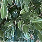 6p! Ficus Benjamina Variegated Bush /Tropical