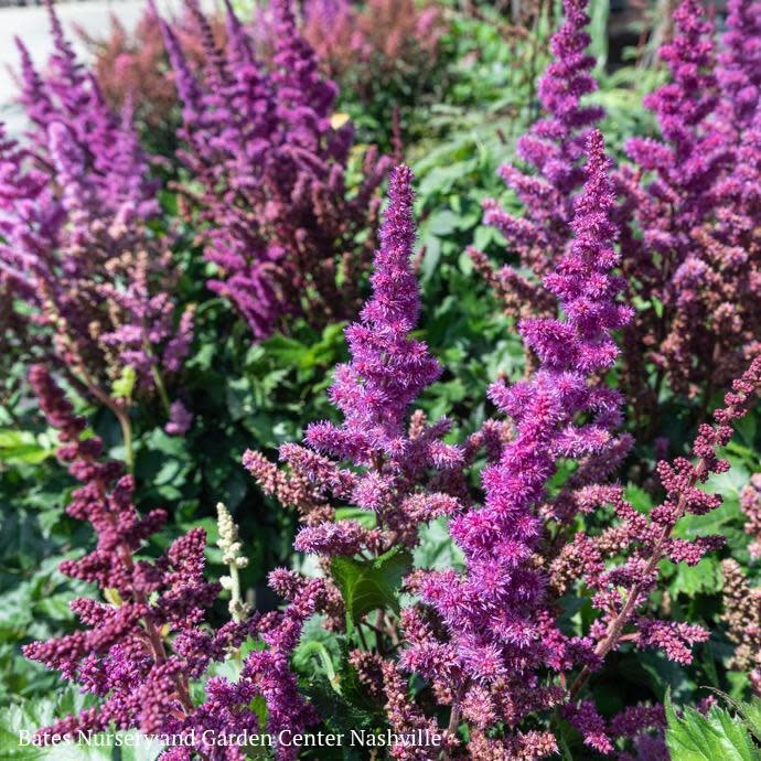 #1 Astilbe chin PW Visions In Red