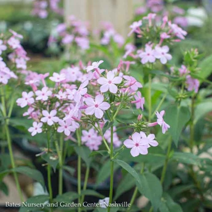 #1 Phlox pan Jeana/lavender-pink Garden Native (TN)