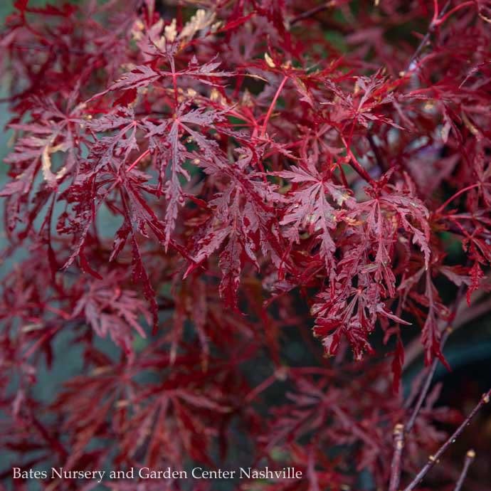 #6 Acer pal var diss Red Dragon/ Dwarf Red Weeping Japanese Maple