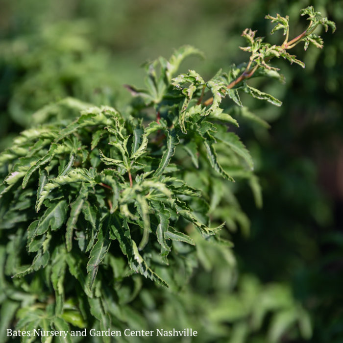 #5 Acer pal Shishigashira/ Lion's Head Japanese Maple Green Upright