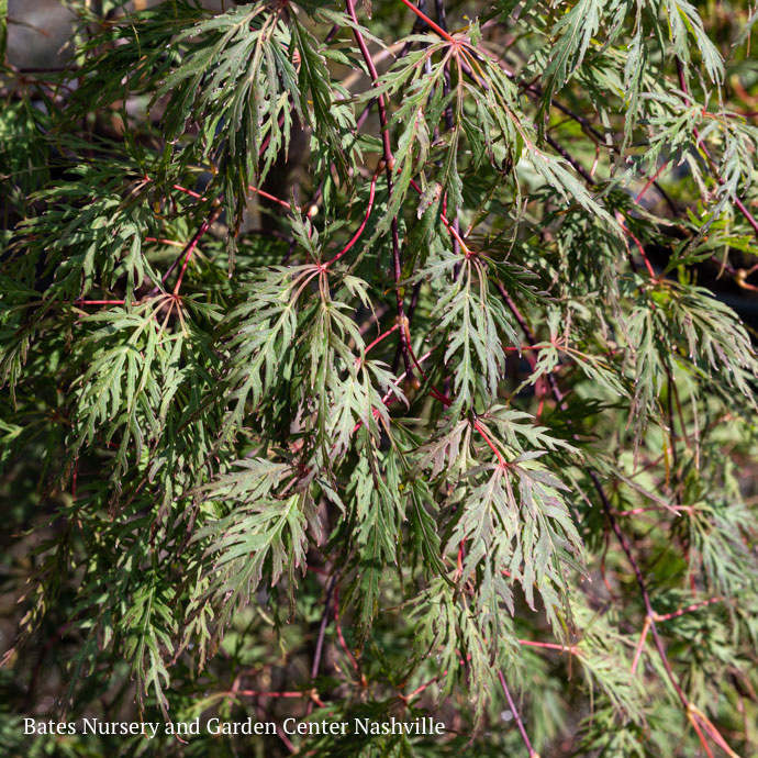 #5 Acer palmatum 'Orangeola'/Japanese Maple