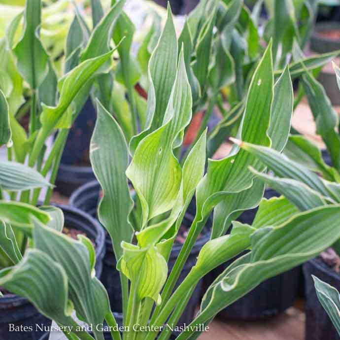 #1 Hosta Praying Hands/ Dark Green Upright