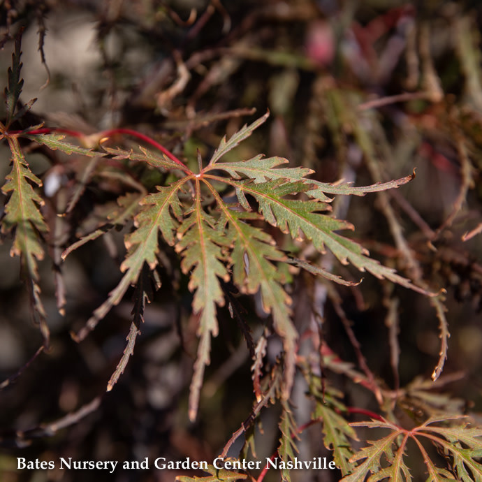 #10 Acer pal var diss Tamukeyama/ Red Weeping Japanese Maple