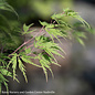 #6 Acer pal var diss Seiryu/ Green Upright Laceleaf Japanese Maple