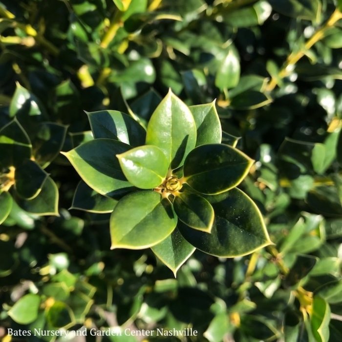 #3 Ilex cor Burfordii Nana / Dwarf Burford Chinese Holly