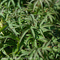 Topiary #6 PT 24" Acer pal Sharp's Pygmy/ Green Dwarf Japanese Maple Patio Tree