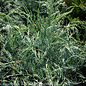 #3 Juniperus virg Grey Owl American Beauties/Juniper Spreading