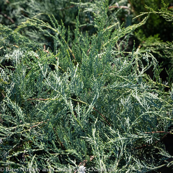 #1 Juniperus virg Grey Owl/Juniper Spreading