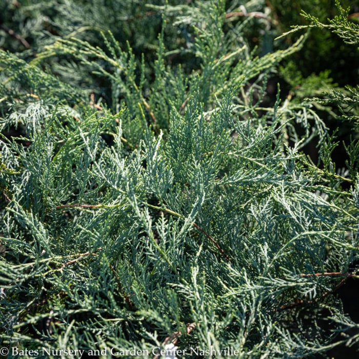 #1 Juniperus virg Grey Owl/ Spreading Juniper Native (TN)