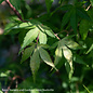 #1 Acer pal Katsura/Japanese Maple Yellow-Green Upright