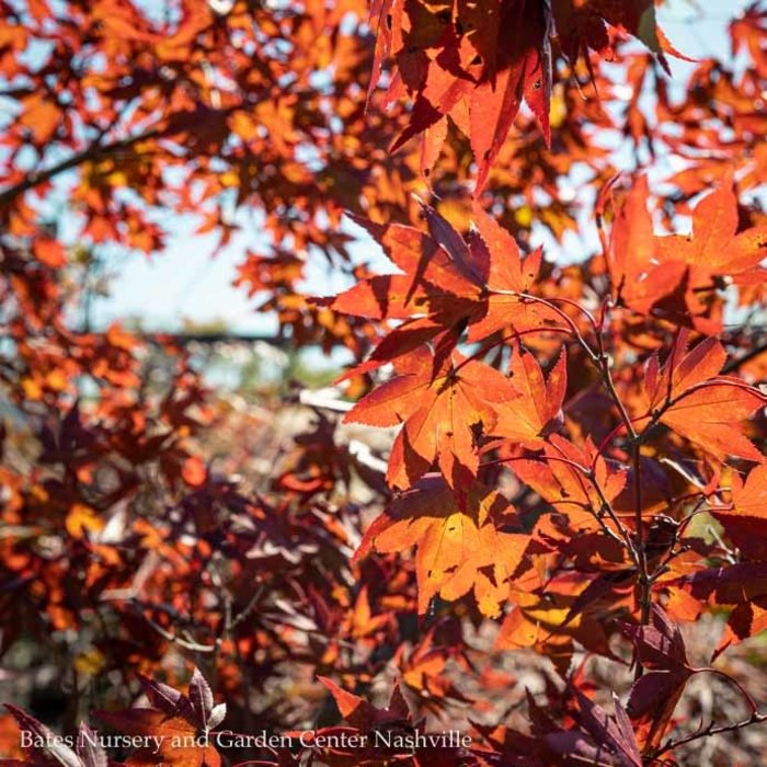 #15 BOX Acer pal Fireglow/ Red Upright Japanese Maple