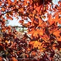 #20 BOX Acer pal Fireglow/ Red Upright Japanese Maple