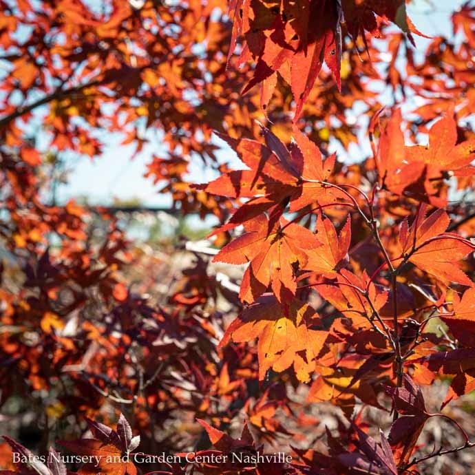 #20 BOX Acer pal Fireglow/ Red Upright Japanese Maple