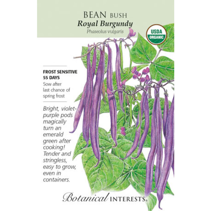 Seed Veg Bean Bush Royal Burgundy Organic - Phaseolus vulgaris