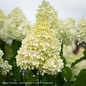 Topiary #15PT Hydrangea pan Limelight/Panicle White Patio Tree